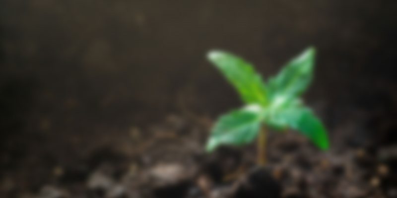 Prohibitions Influence On The Legal System